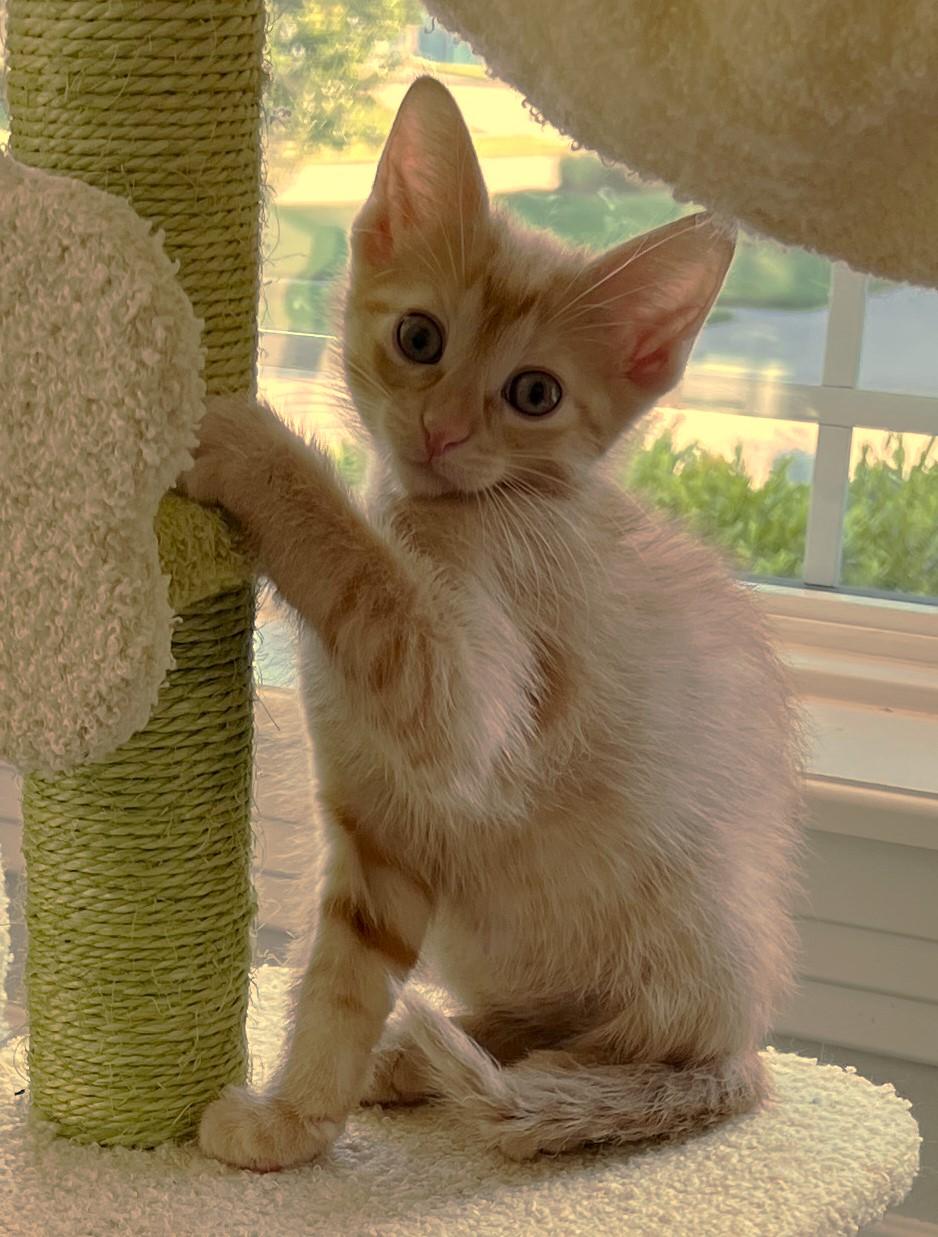 Cannoli, adopted, Kitten Male Domestic Short Hair.