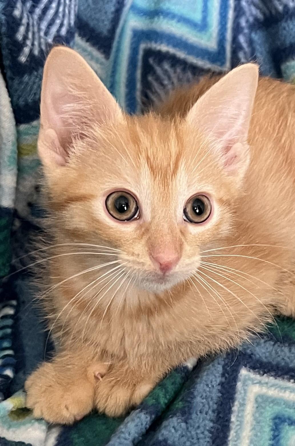 Enlarge Cannoli, an adopted Domestic Short Hair in Cedar Rapids, IA image 6/6