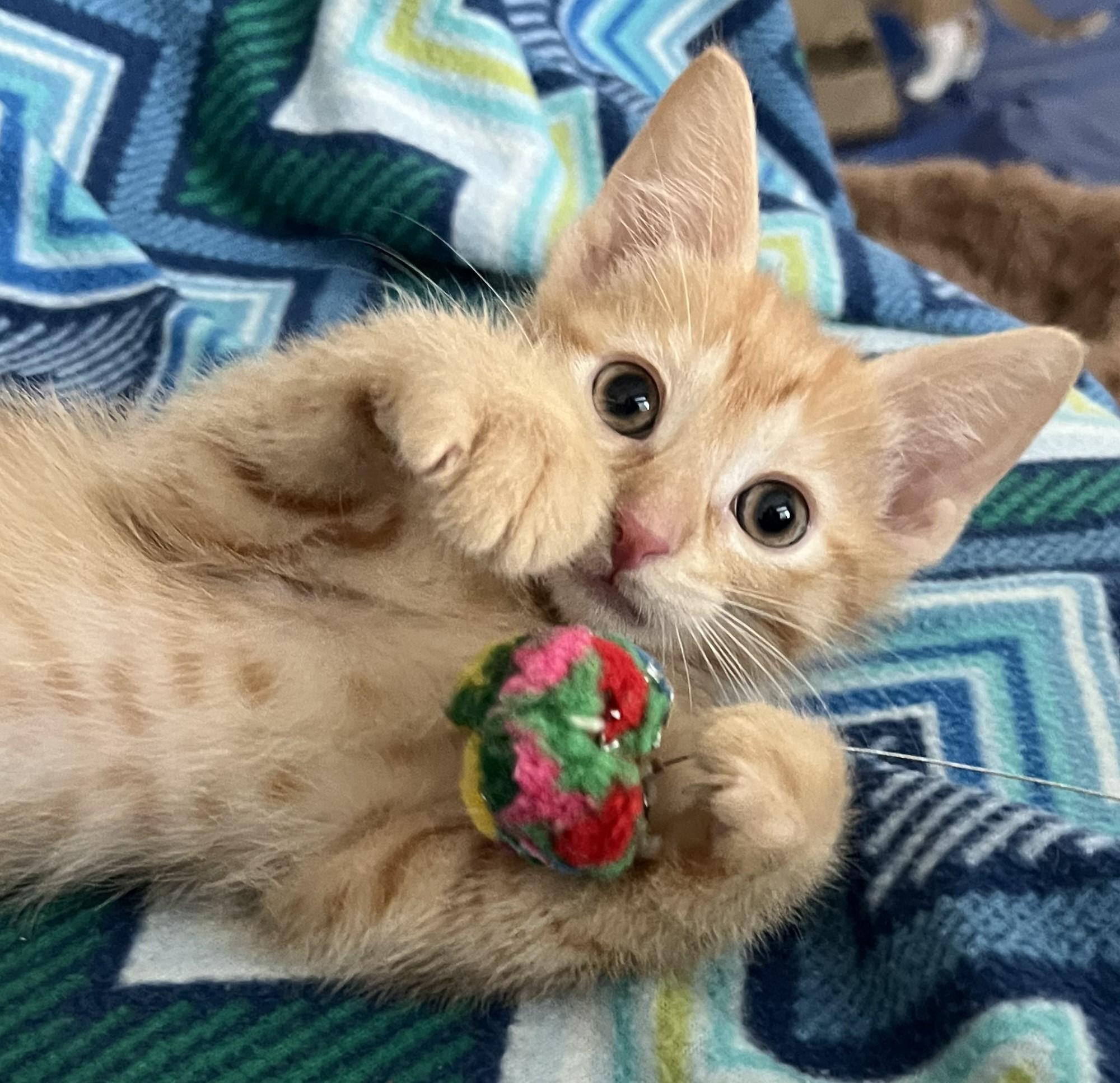 Enlarge Cannoli, an adopted Domestic Short Hair in Cedar Rapids, IA image 2/6