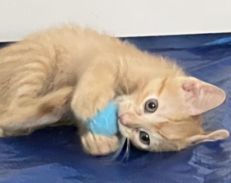 Enlarge Cannoli, an adopted Domestic Short Hair in Cedar Rapids, IA image 5/6