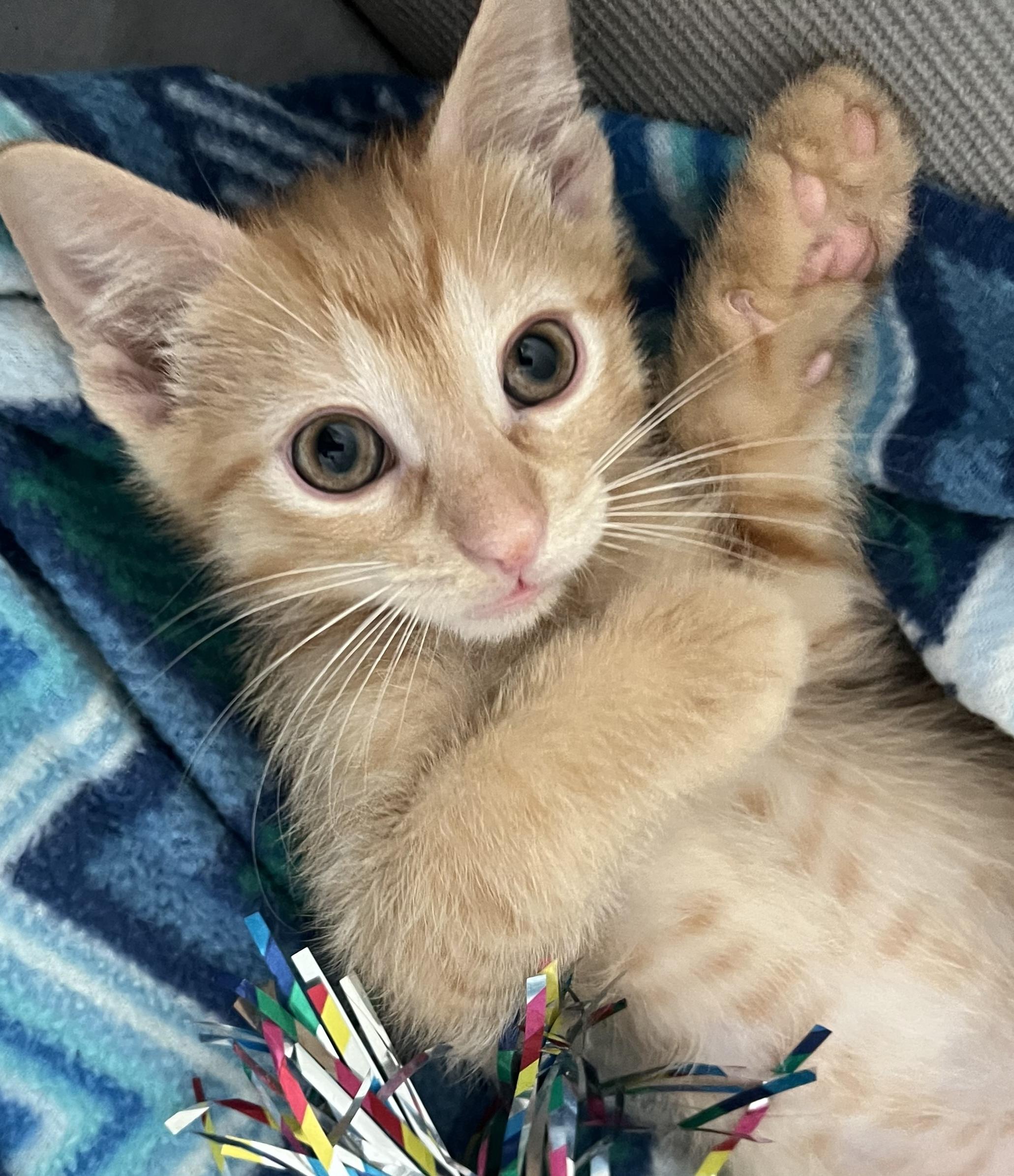 Enlarge Cannoli, an adopted Domestic Short Hair in Cedar Rapids, IA image 4/6