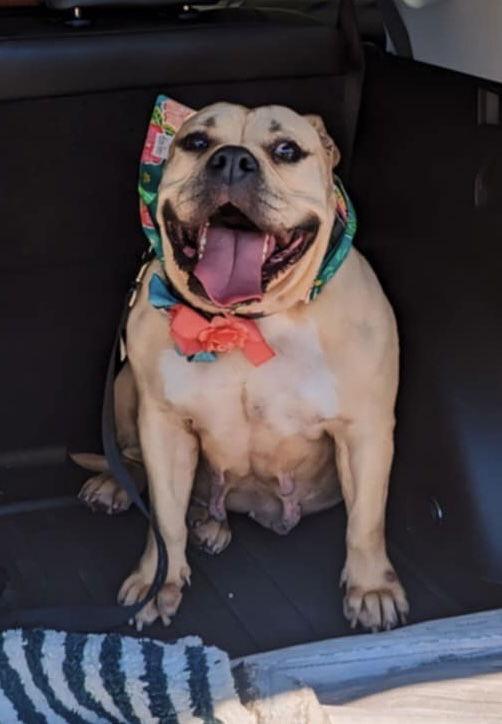 Lily, a Adopted American Bulldog in Pearland, TX image 2/3