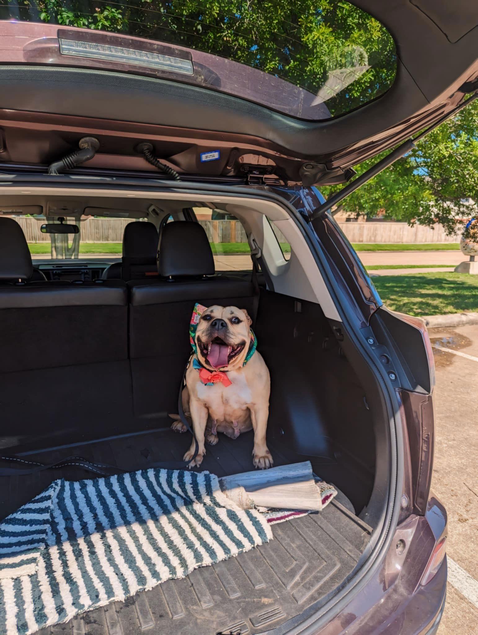 Lily, a Adopted American Bulldog in Pearland, TX image 3/3