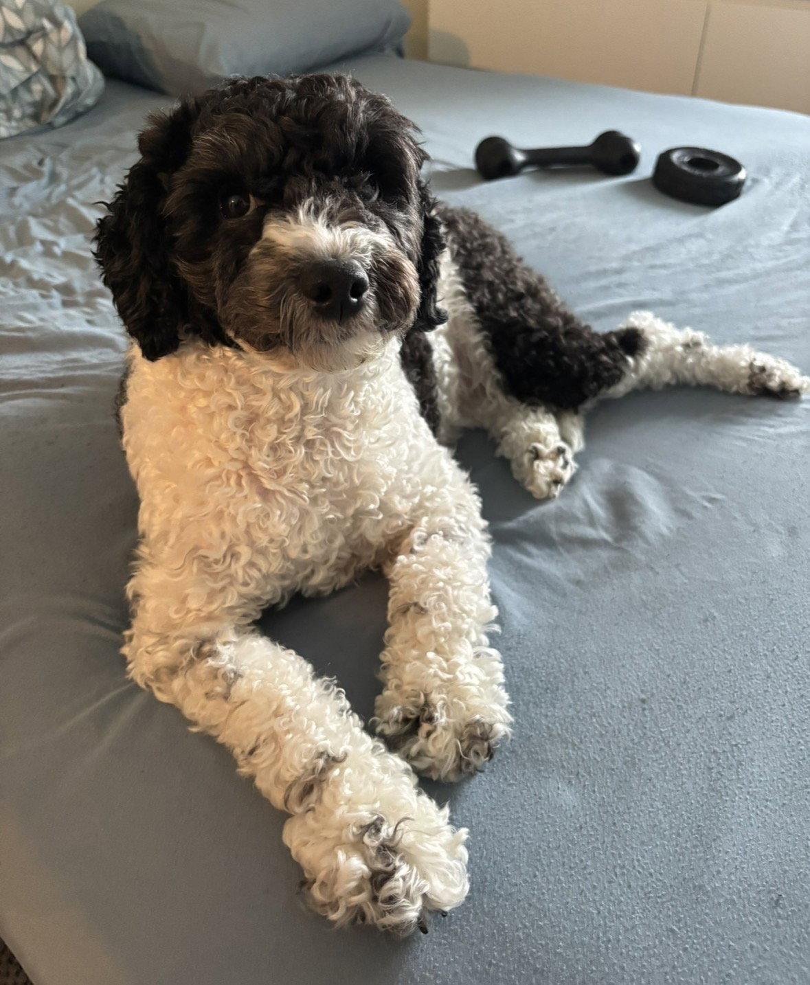 Eevee, Adoptable, Adult Female Cockapoo.