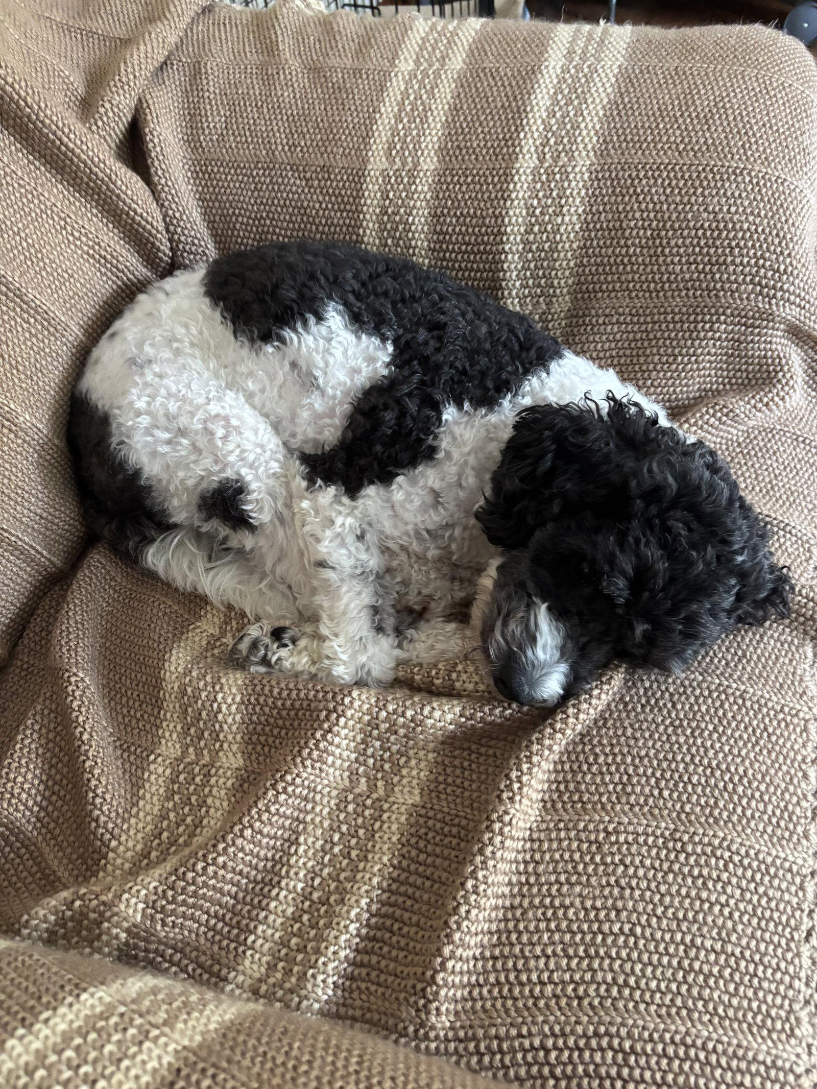 Eevee, a Adoptable Cockapoo in Etobicoke, ON image 2/3