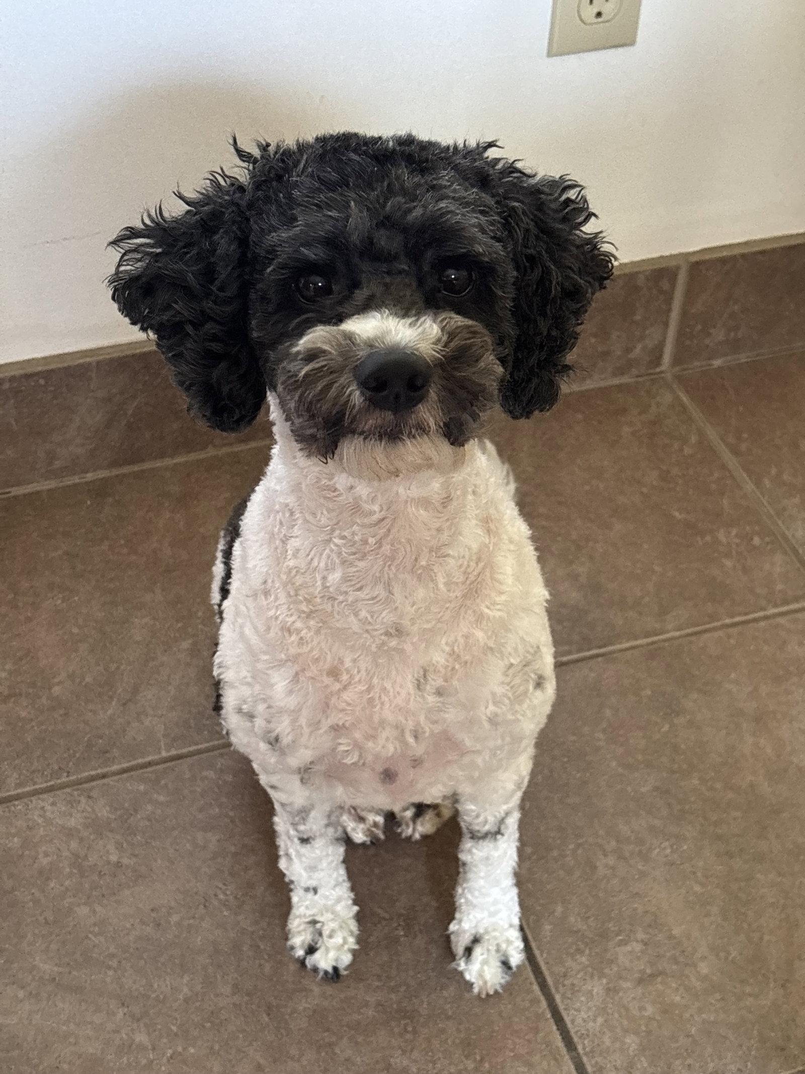 Eevee, a Adoptable Cockapoo in Etobicoke, ON image 3/3