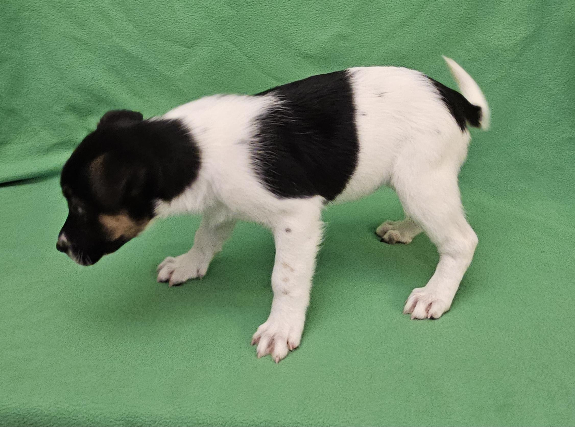 Ross, an adopted mixed breed in Salt Lake City, UT image 3/4