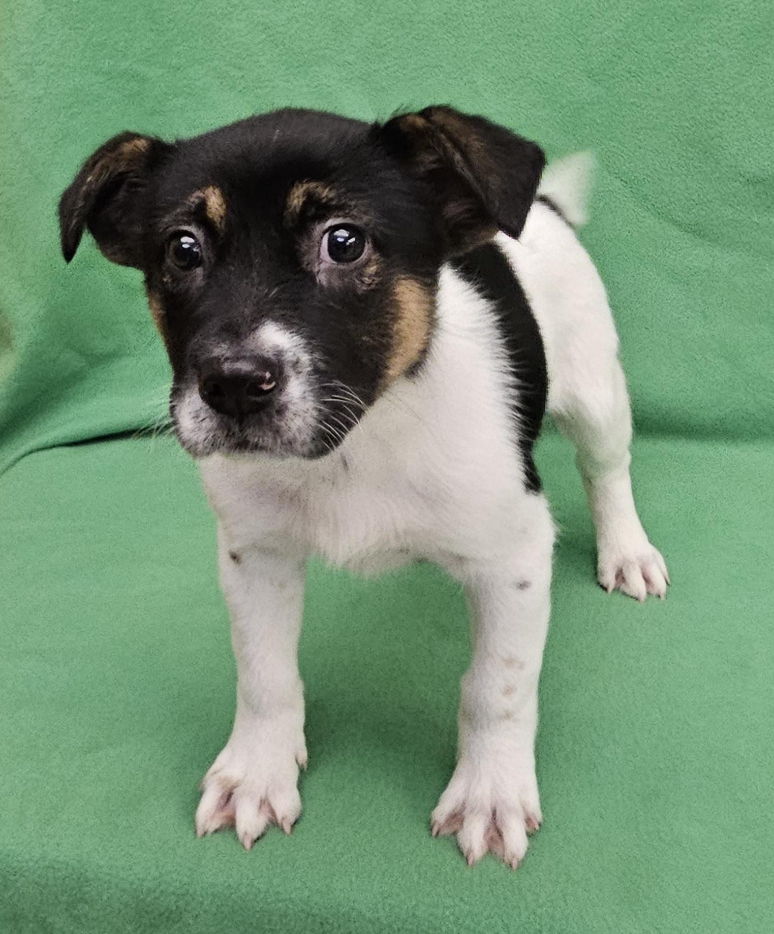 Ross, an adopted mixed breed in Salt Lake City, UT image 4/4