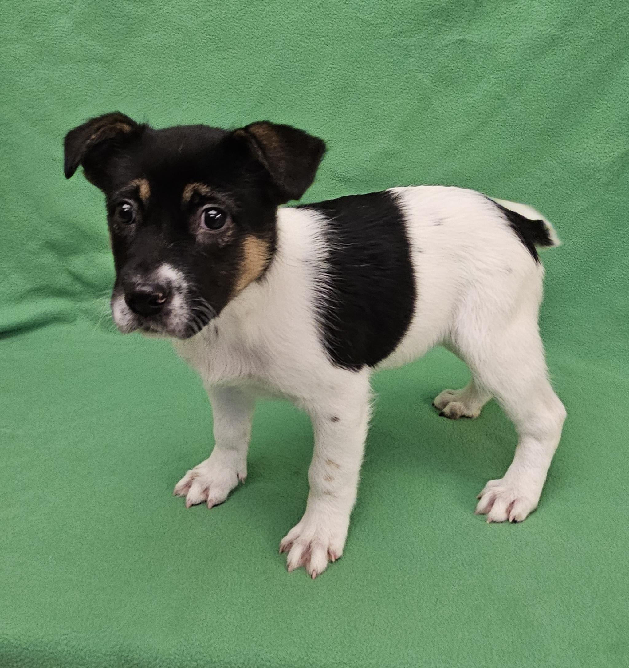 Ross, an adopted mixed breed in Salt Lake City, UT image 2/4