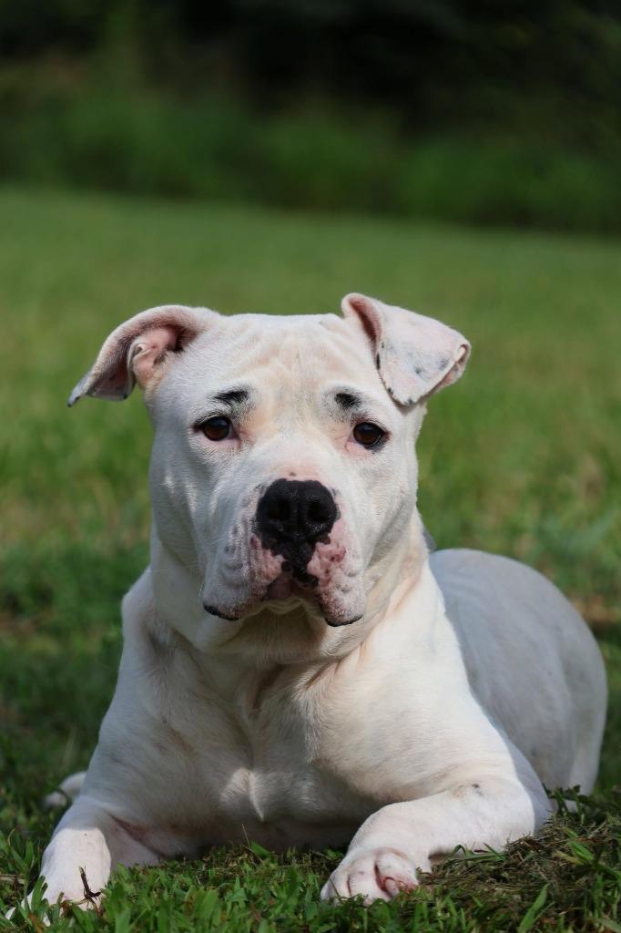 Precious, a Adoptable mixed breed in Columbia, TN image 1/5