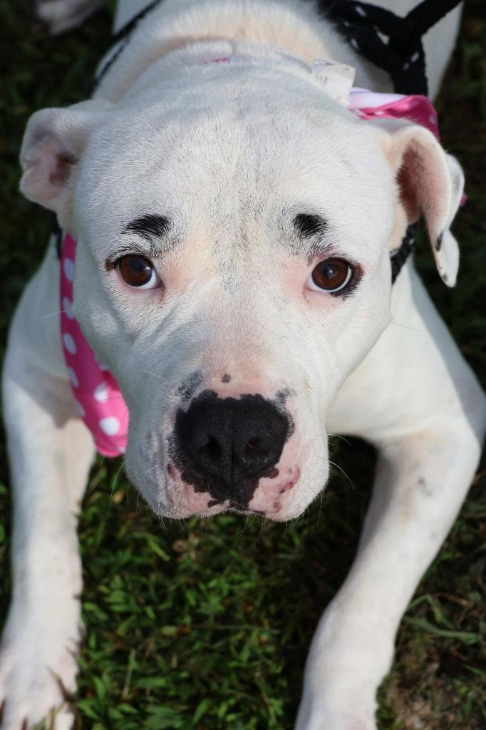 Precious, a Adoptable mixed breed in Columbia, TN image 2/5