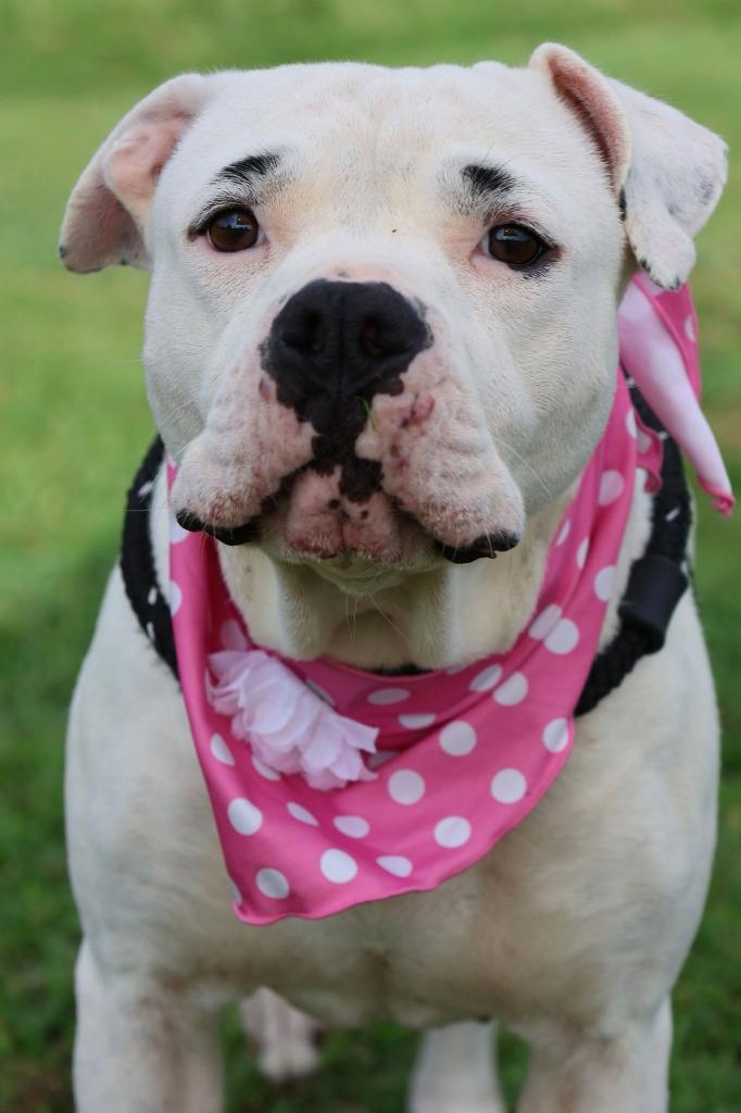 Precious, a Adoptable mixed breed in Columbia, TN image 3/5