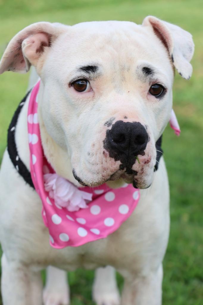 Precious, a Adoptable mixed breed in Columbia, TN image 4/5