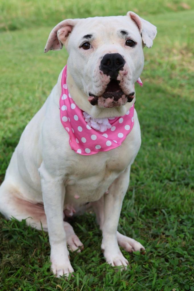 Precious, a Adoptable mixed breed in Columbia, TN image 5/5