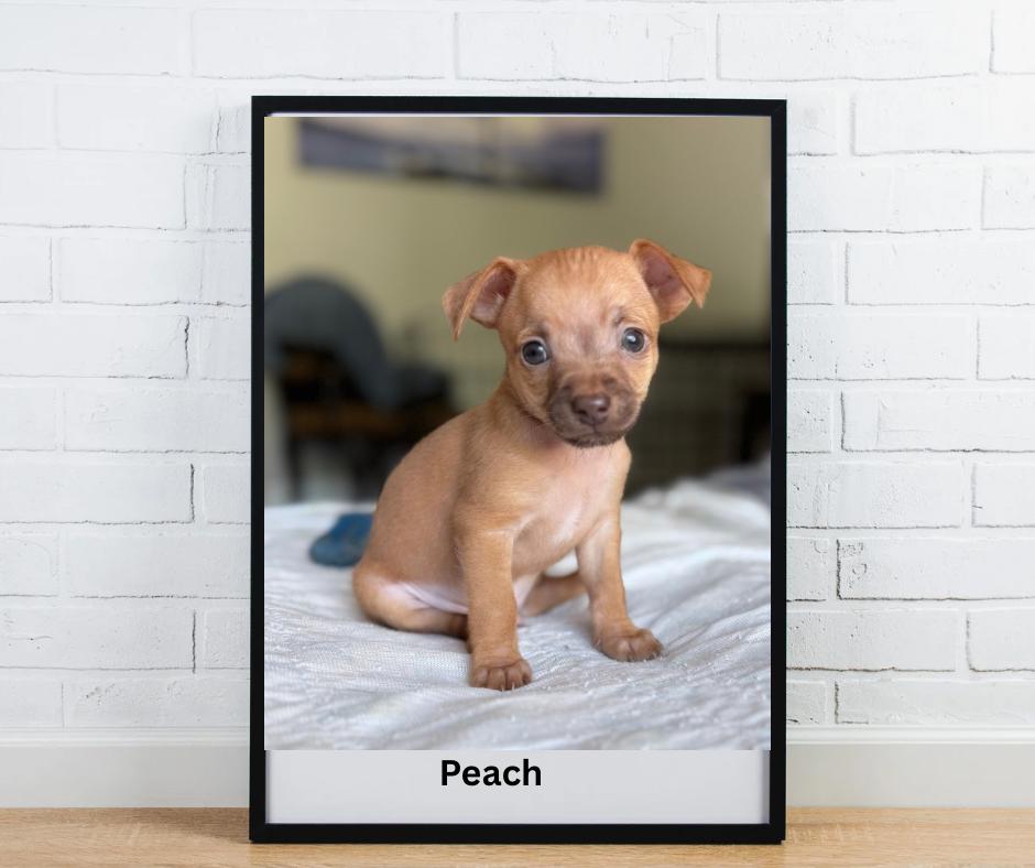 Adopt Peach