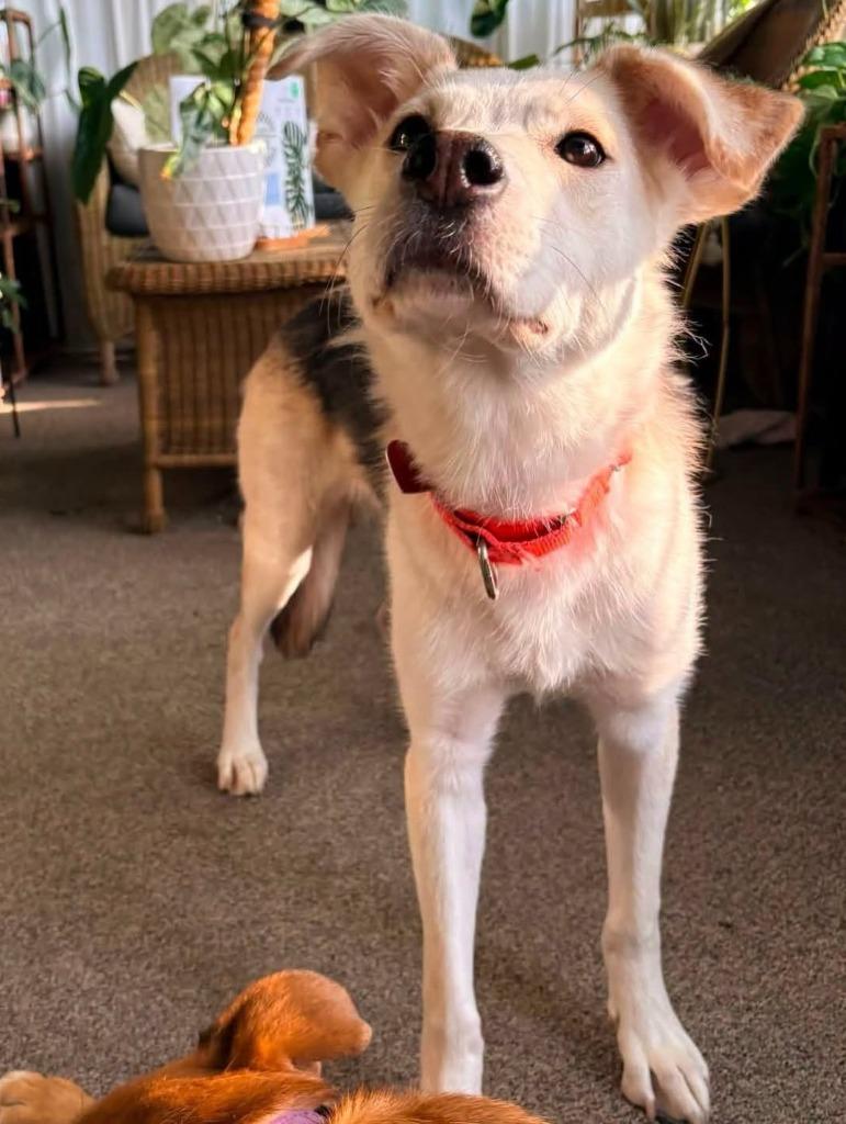 Enlarge Arwen, a Adoptable mixed breed in Warren, MI image 2/5