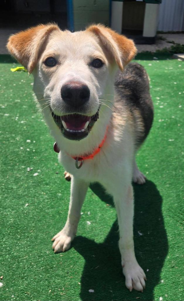 Enlarge Arwen, a Adoptable mixed breed in Warren, MI image 1/3