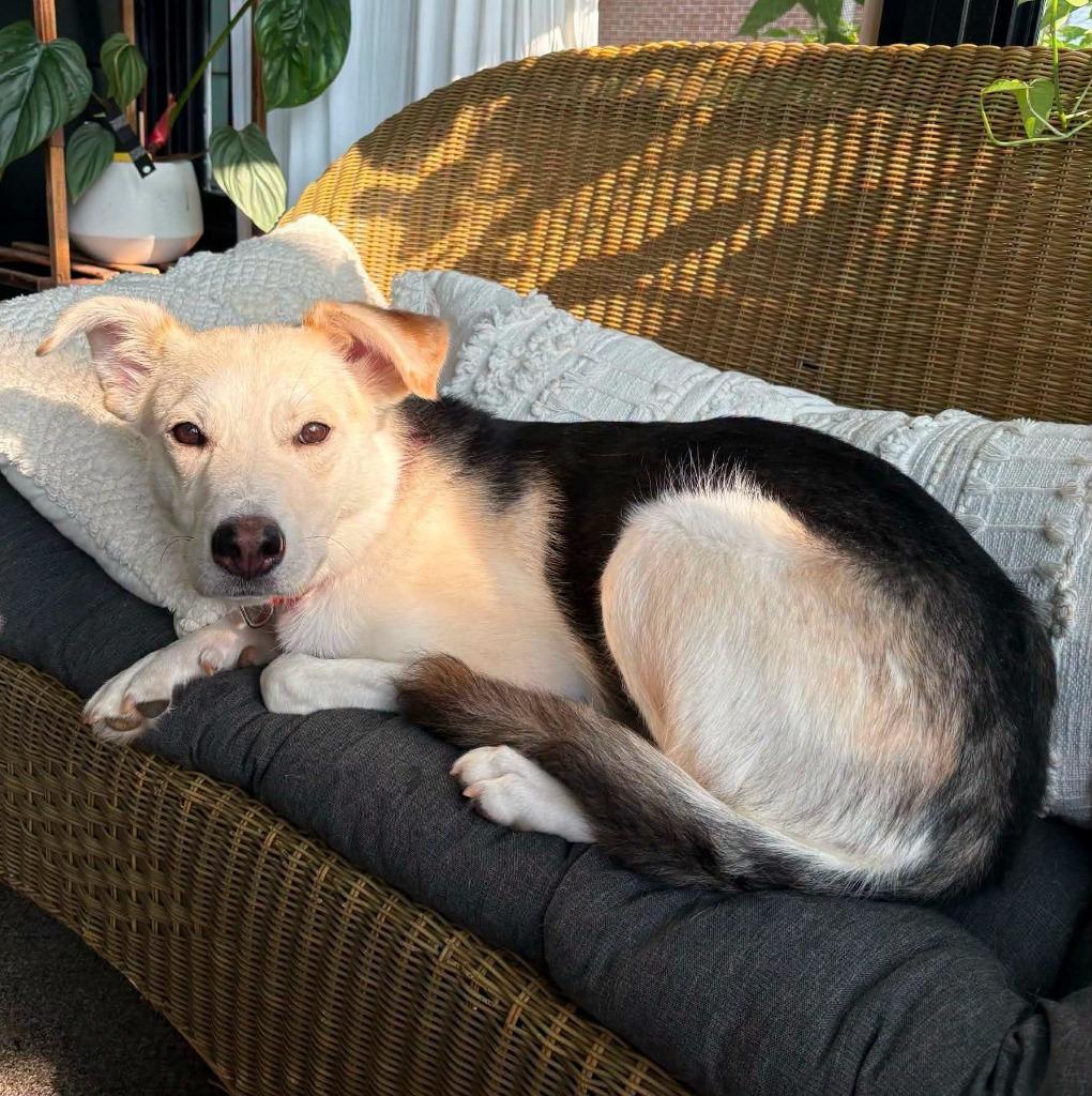 Enlarge Arwen, a Adoptable mixed breed in Warren, MI image 4/5