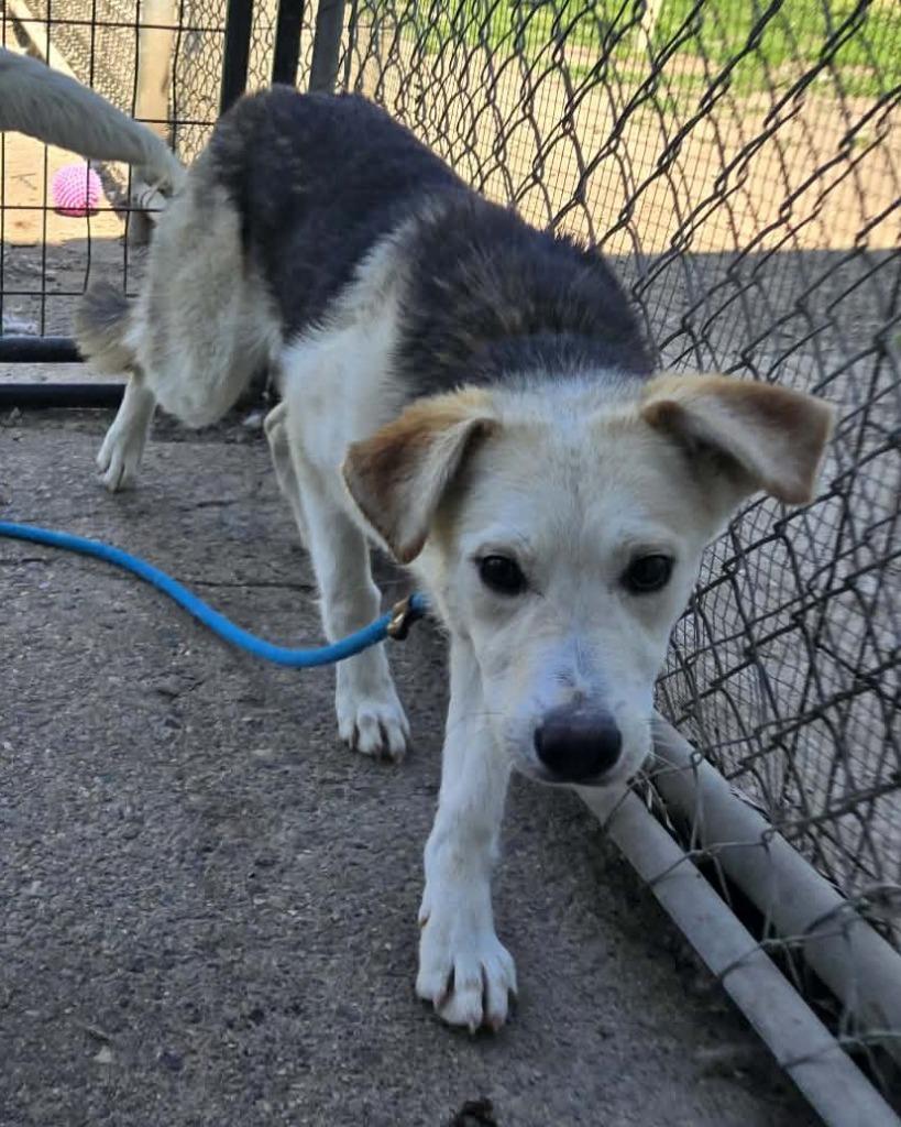 Enlarge Arwen, a Adoptable mixed breed in Warren, MI image 2/3