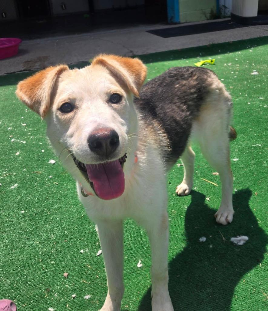 Arwen, Adoptable, Puppy Female German Shepherd Dog & Mixed Breed.