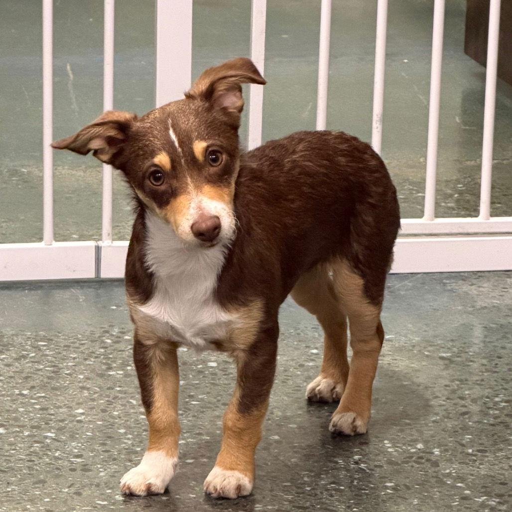 Enlarge BUDDY, a Adopted mixed breed in Chico, CA image 1/1