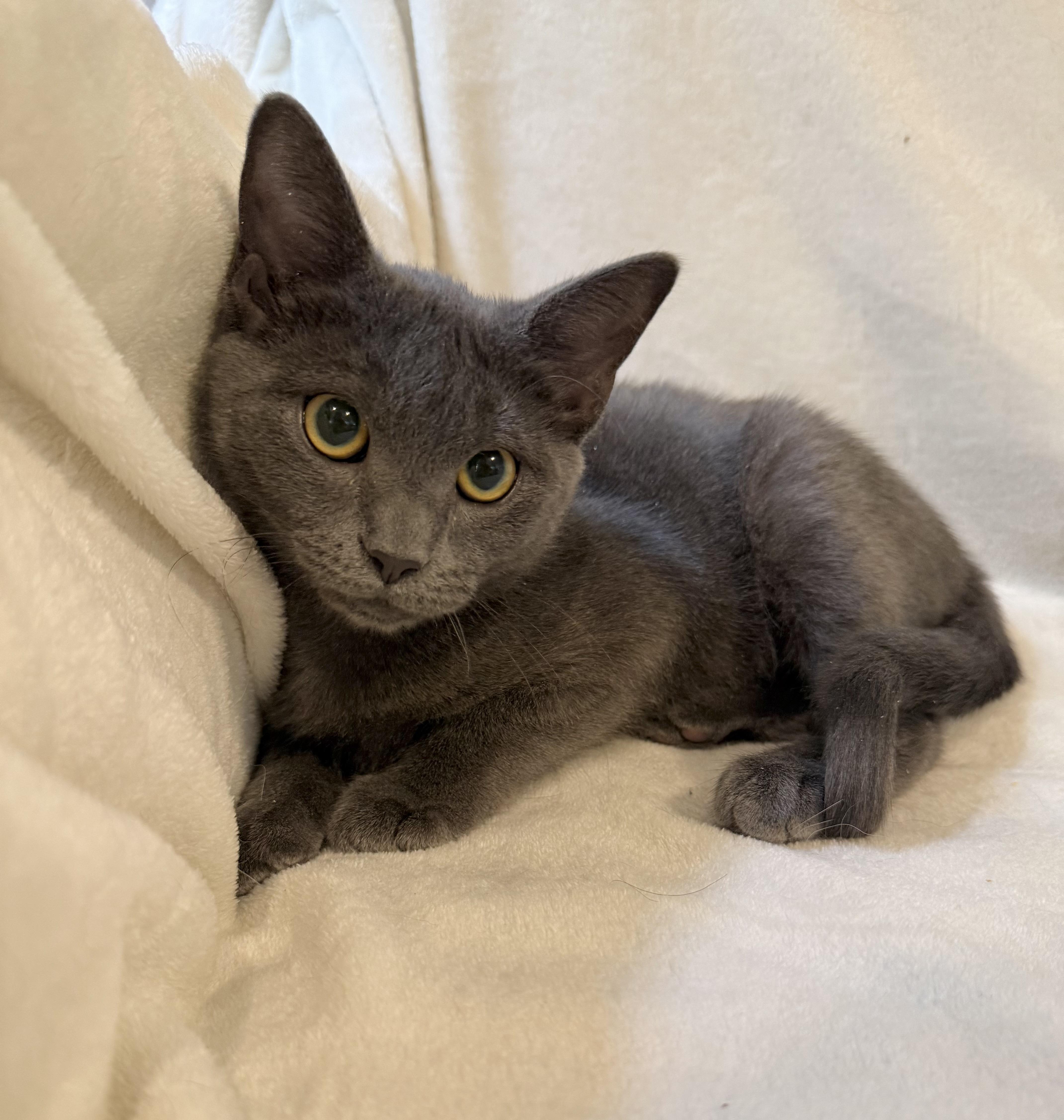 Enlarge Russo, a Adopted Domestic Short Hair in Greensboro, NC image 1/2