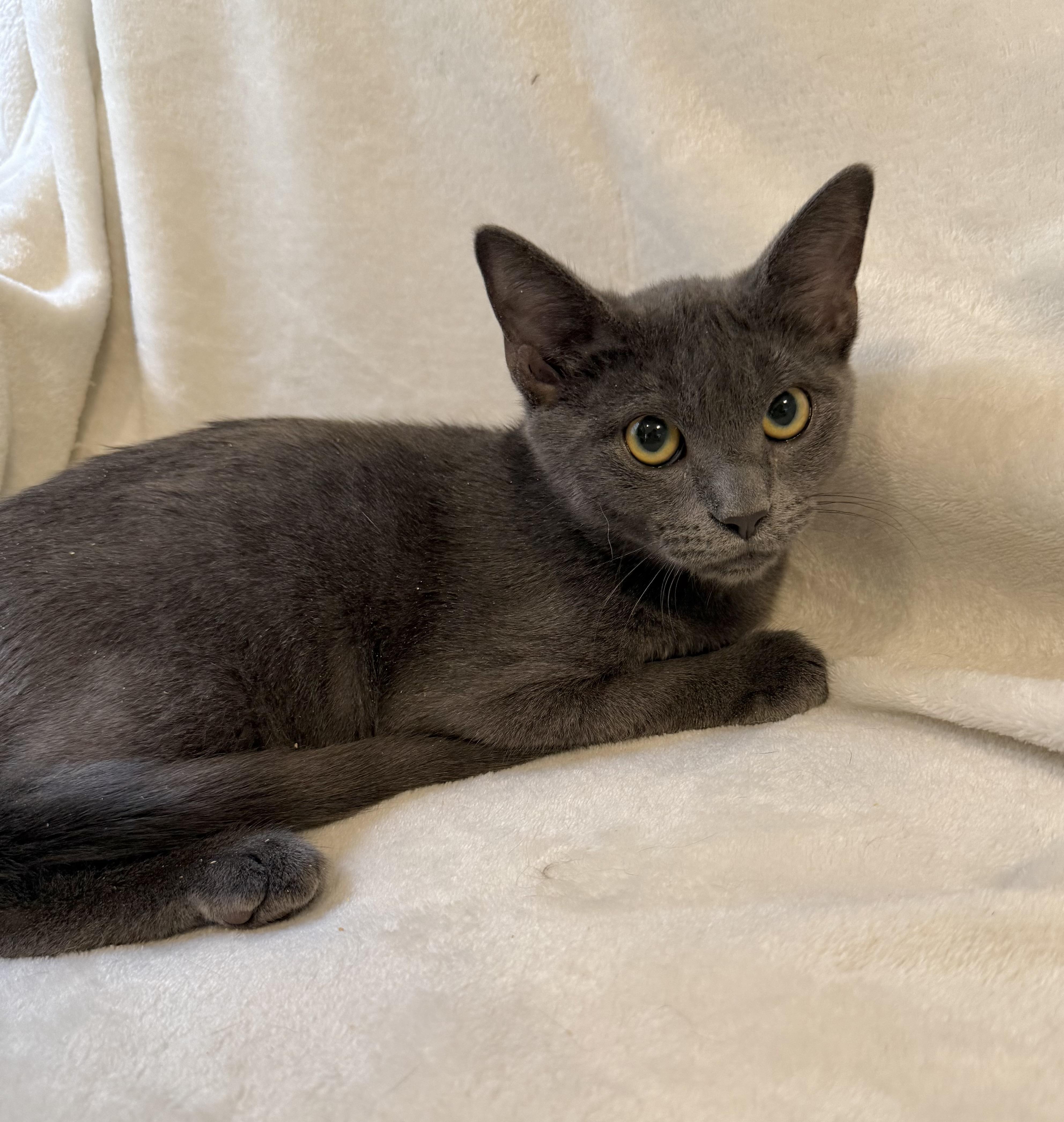 Enlarge Russo, a Adopted Domestic Short Hair in Greensboro, NC image 2/2