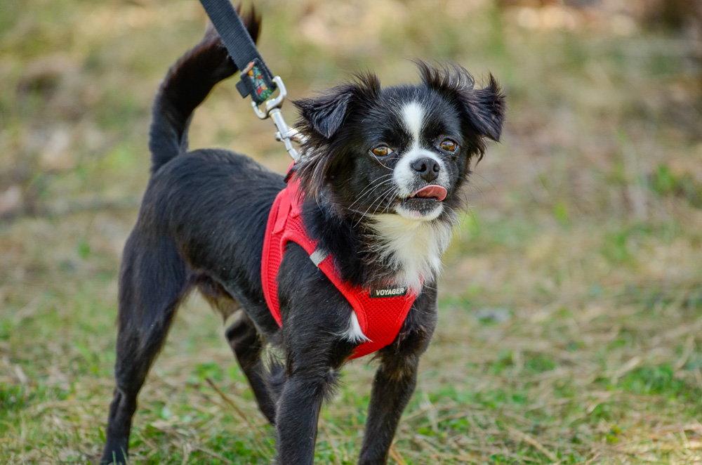 Lelo-pending, a Adopted Chihuahua in Brick, NJ image 1/3