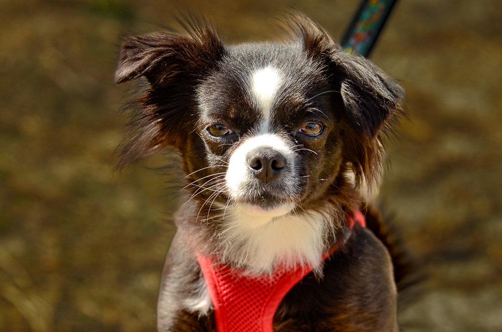 Lelo-pending, a Adopted Chihuahua in Brick, NJ image 2/3