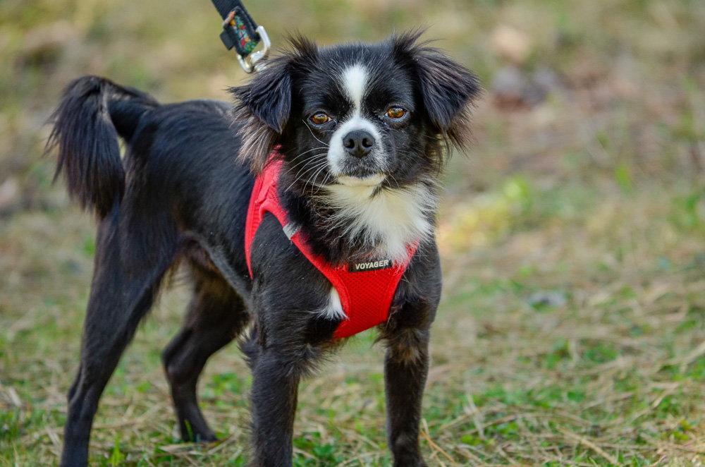 Lelo-pending, a Adopted Chihuahua in Brick, NJ image 3/3