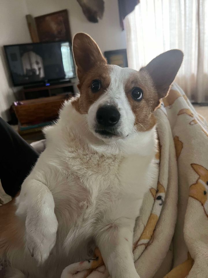 Mando - ADOPTED!, Adopted, Young Male Corgi.