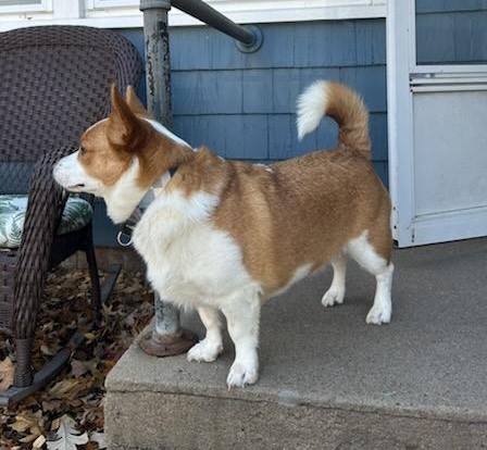 Enlarge Mando - ADOPTED!, a Adopted Corgi in Junction City, KS image 2/4