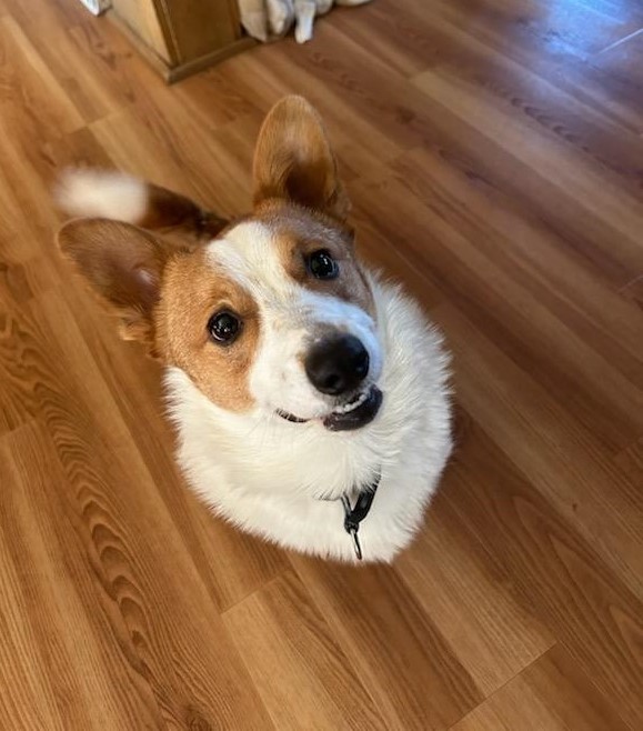 Enlarge Mando - ADOPTED!, a Adopted Corgi in Junction City, KS image 3/4