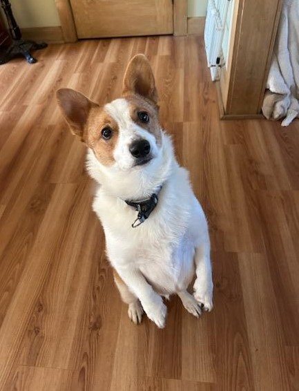 Enlarge Mando - ADOPTED!, a Adopted Corgi in Junction City, KS image 4/4