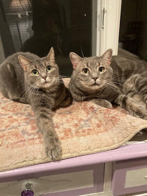 Possum and Misty 