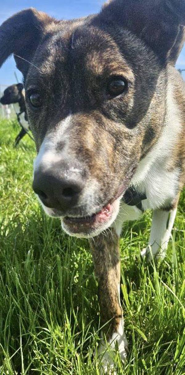 Spud, a Adoptable mixed breed in McMinnville, OR image 2/6