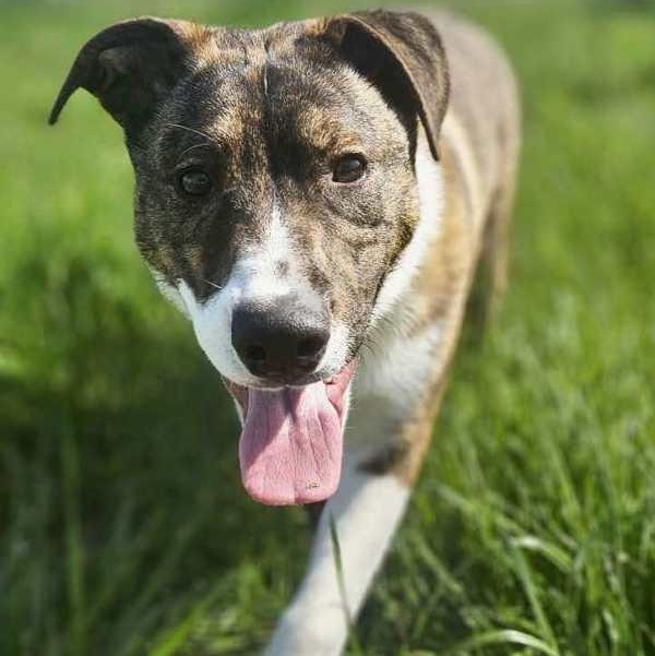 Spud, Adoptable, Young Male Dutch Shepherd & Boxer.