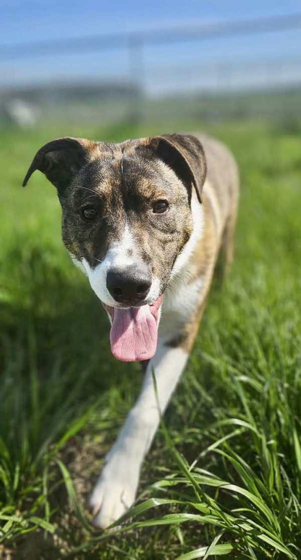 Spud, a Adoptable mixed breed in McMinnville, OR image 3/6