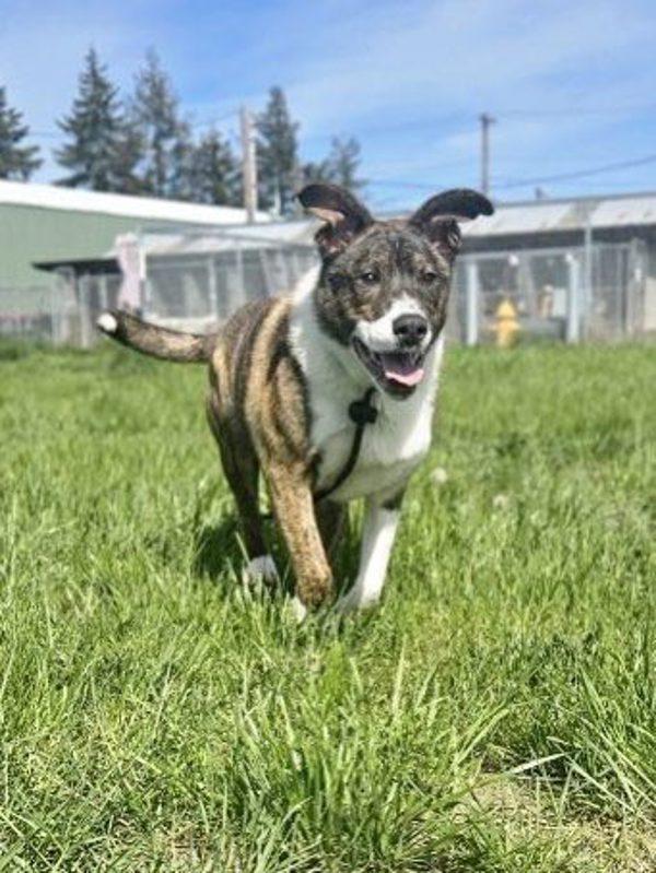 Spud, a Adoptable mixed breed in McMinnville, OR image 5/6