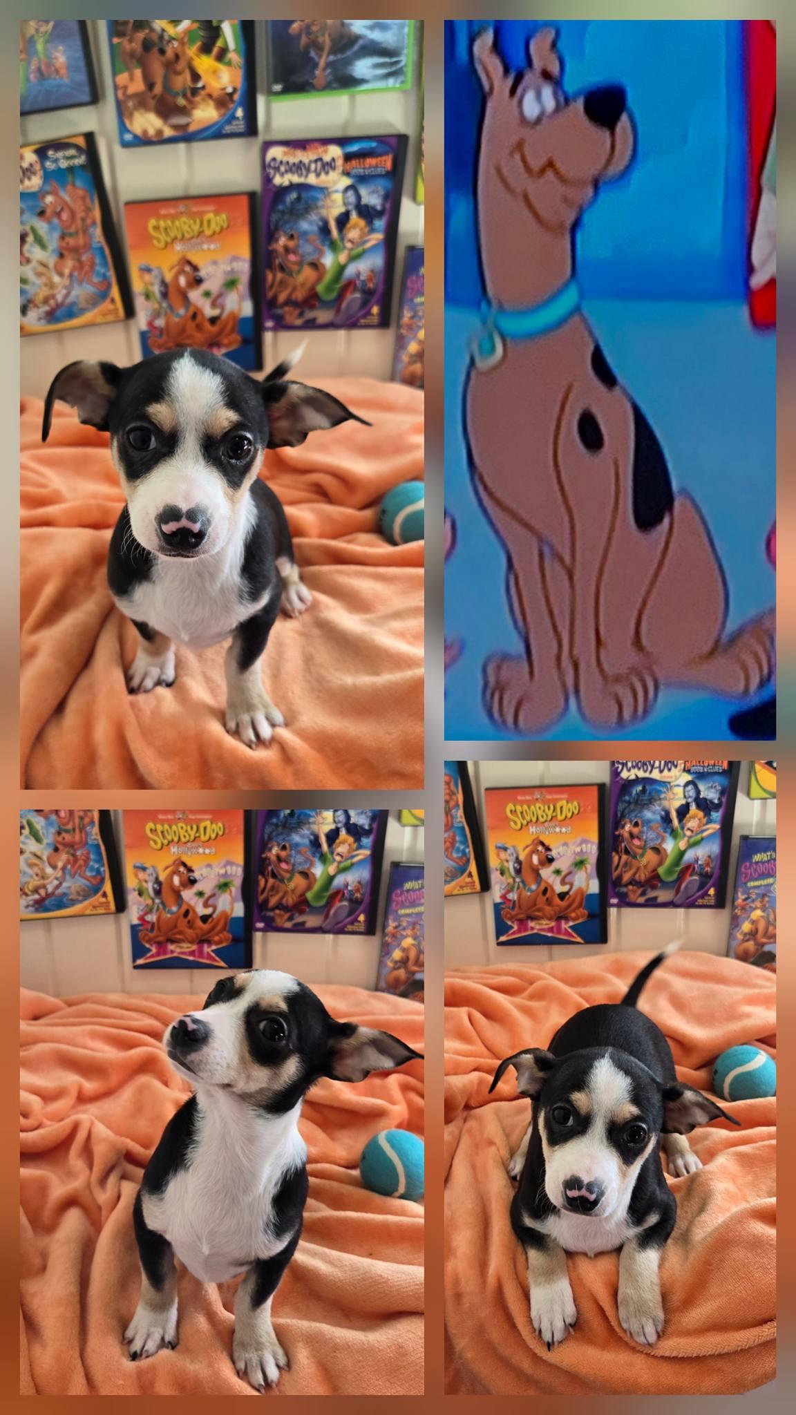 Scooby, Adoptable, Puppy Male Chiweenie.