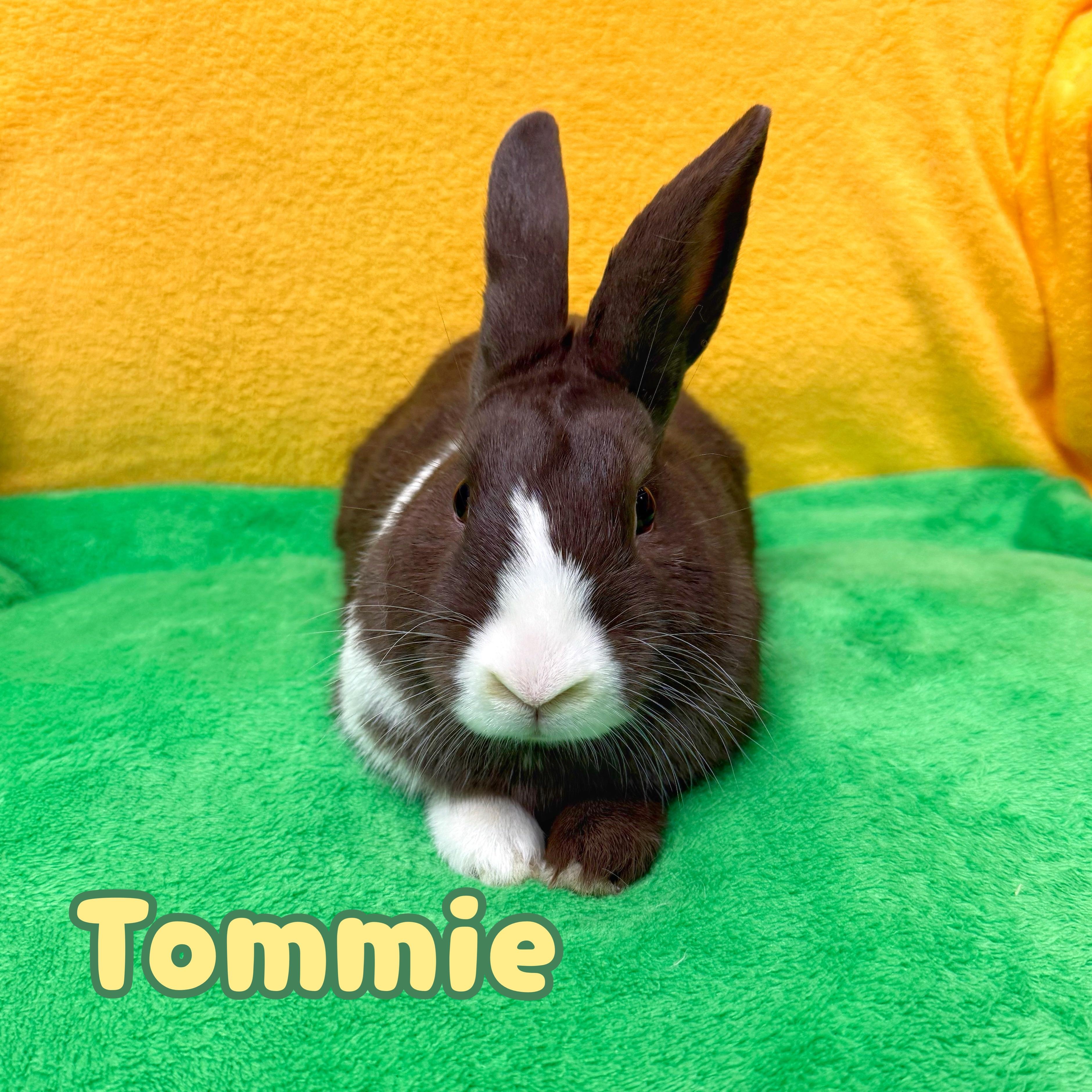 Enlarge Tommie, a hold Dutch in Roseville, CA image 1/1