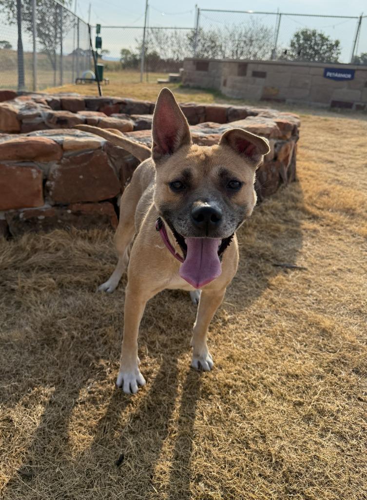 Sister, Adoptable, Young Female Mixed Breed.
