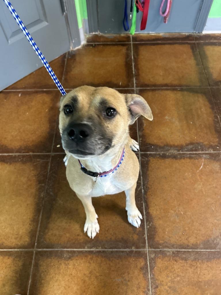 Enlarge Sister, a Adoptable Mixed Breed in Glen Rose, TX image 2/4