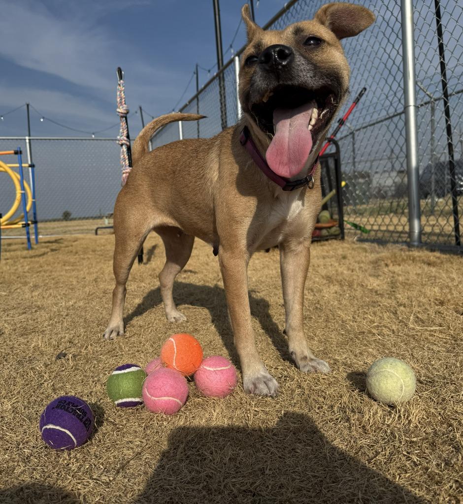 Enlarge Sister, a Adoptable Mixed Breed in Glen Rose, TX image 3/4