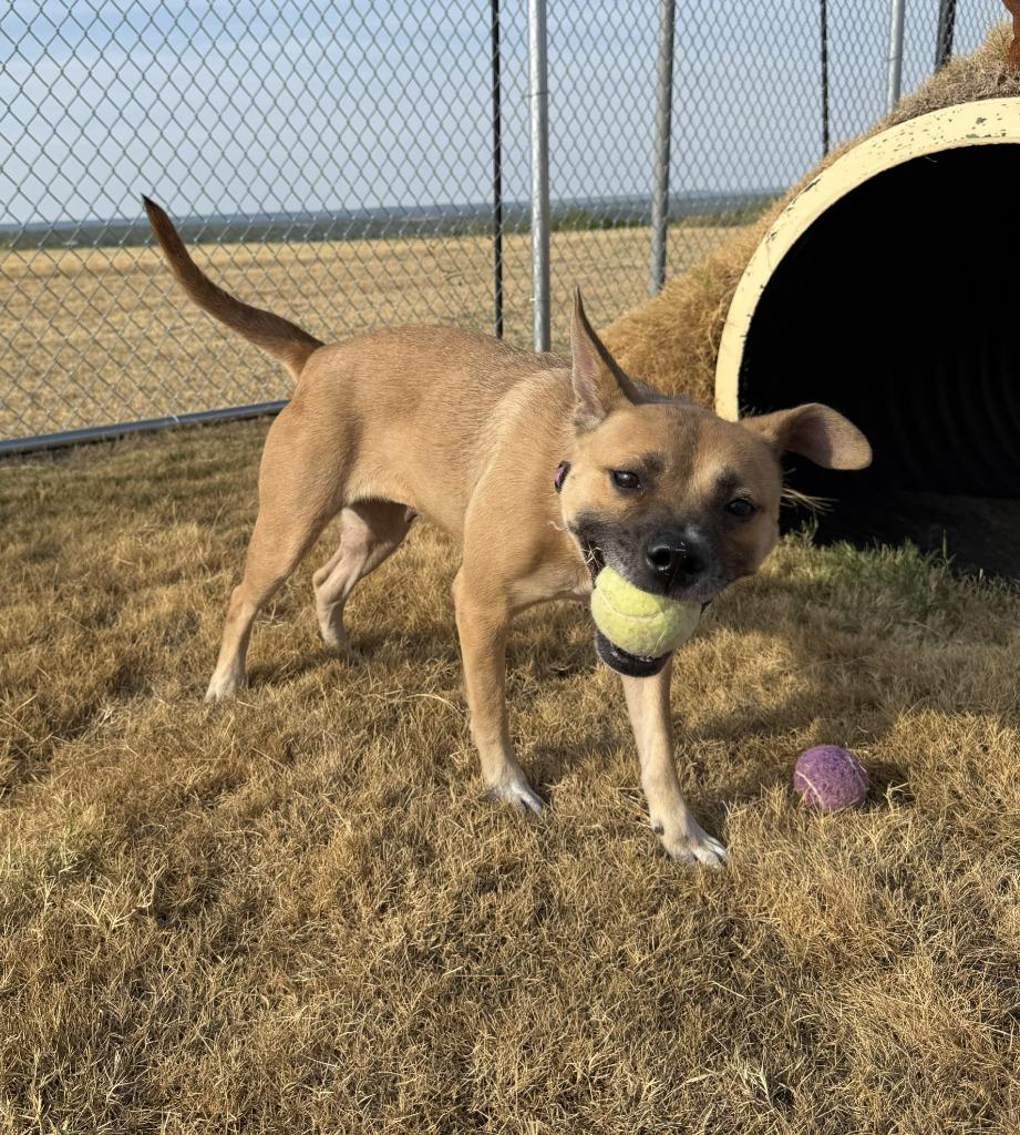 Enlarge Sister, a Adoptable Mixed Breed in Glen Rose, TX image 4/4