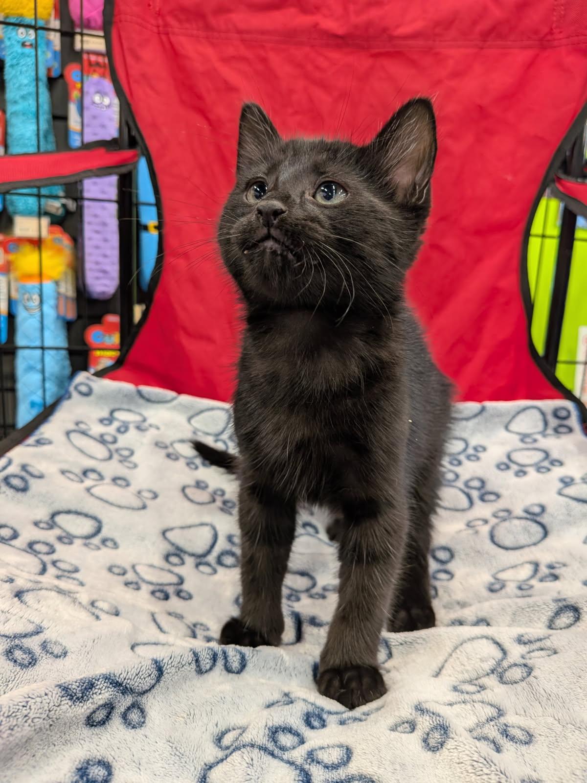 Enlarge Locket - Preadoption ONLY, a Adoptable Domestic Short Hair in Chilliwack, BC image 1/1