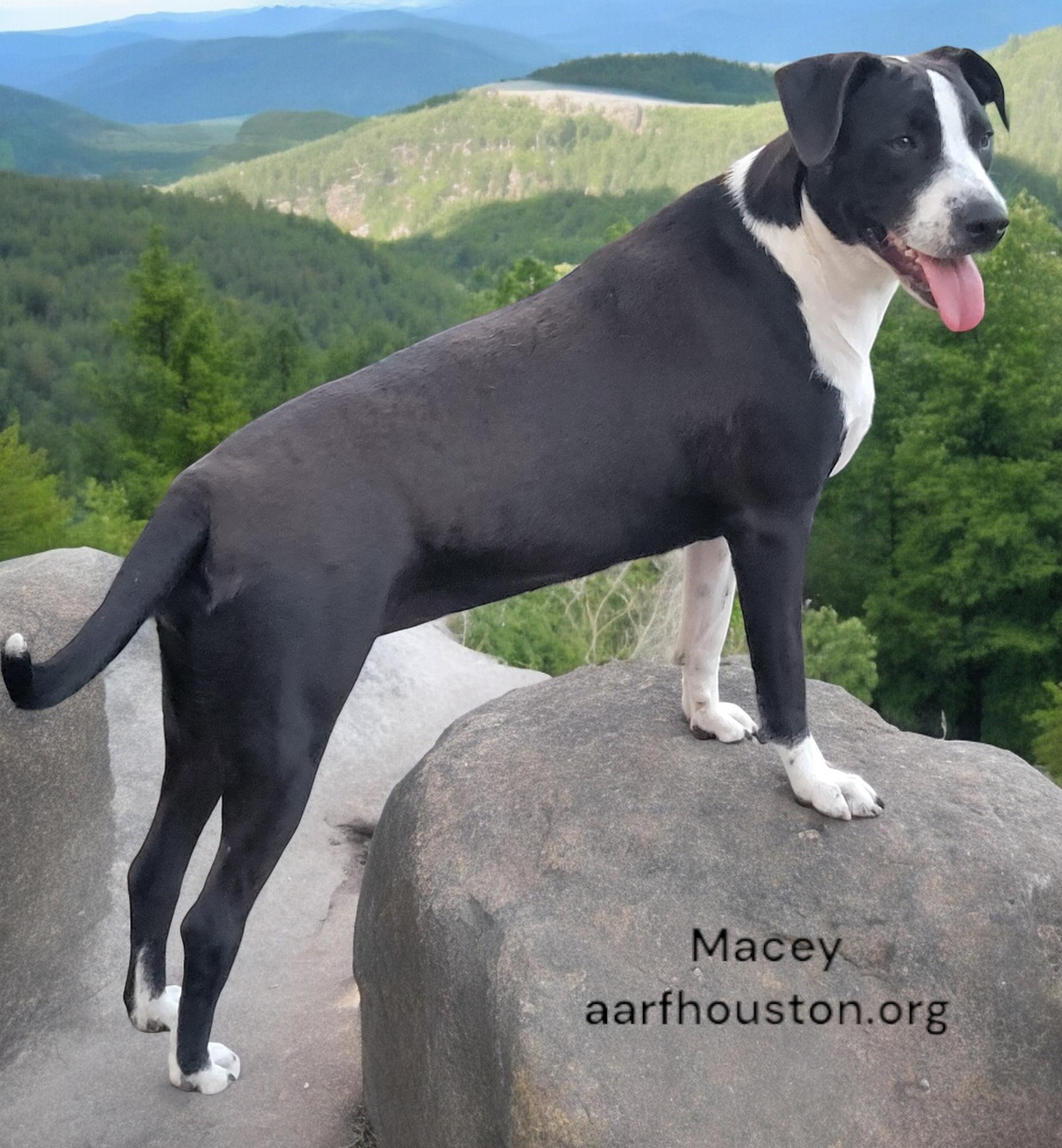 Macey, Adult Female unknown