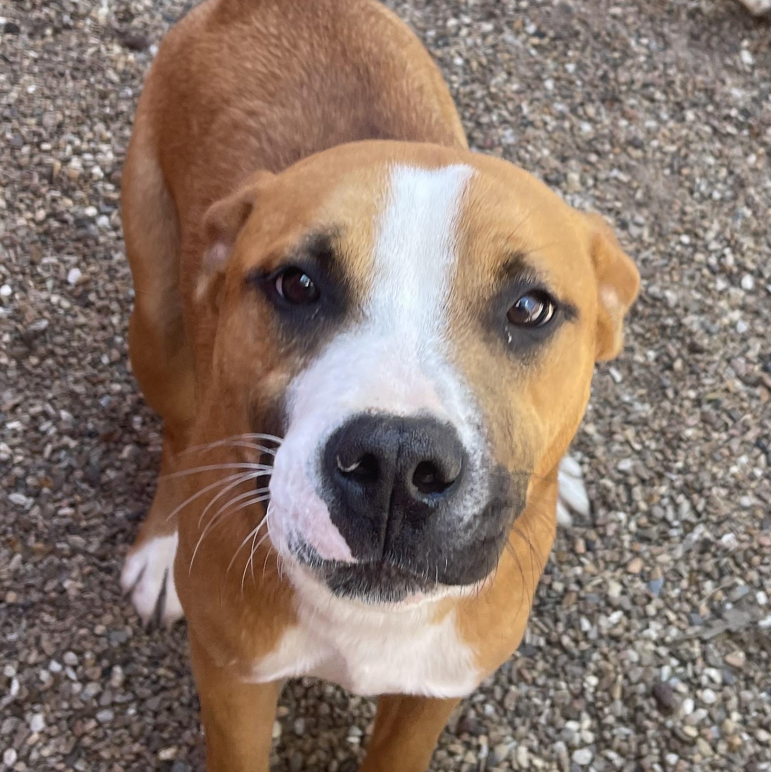Enlarge Dash , a ADOPTABLE mixed breed in Marshall, MO image 2/3