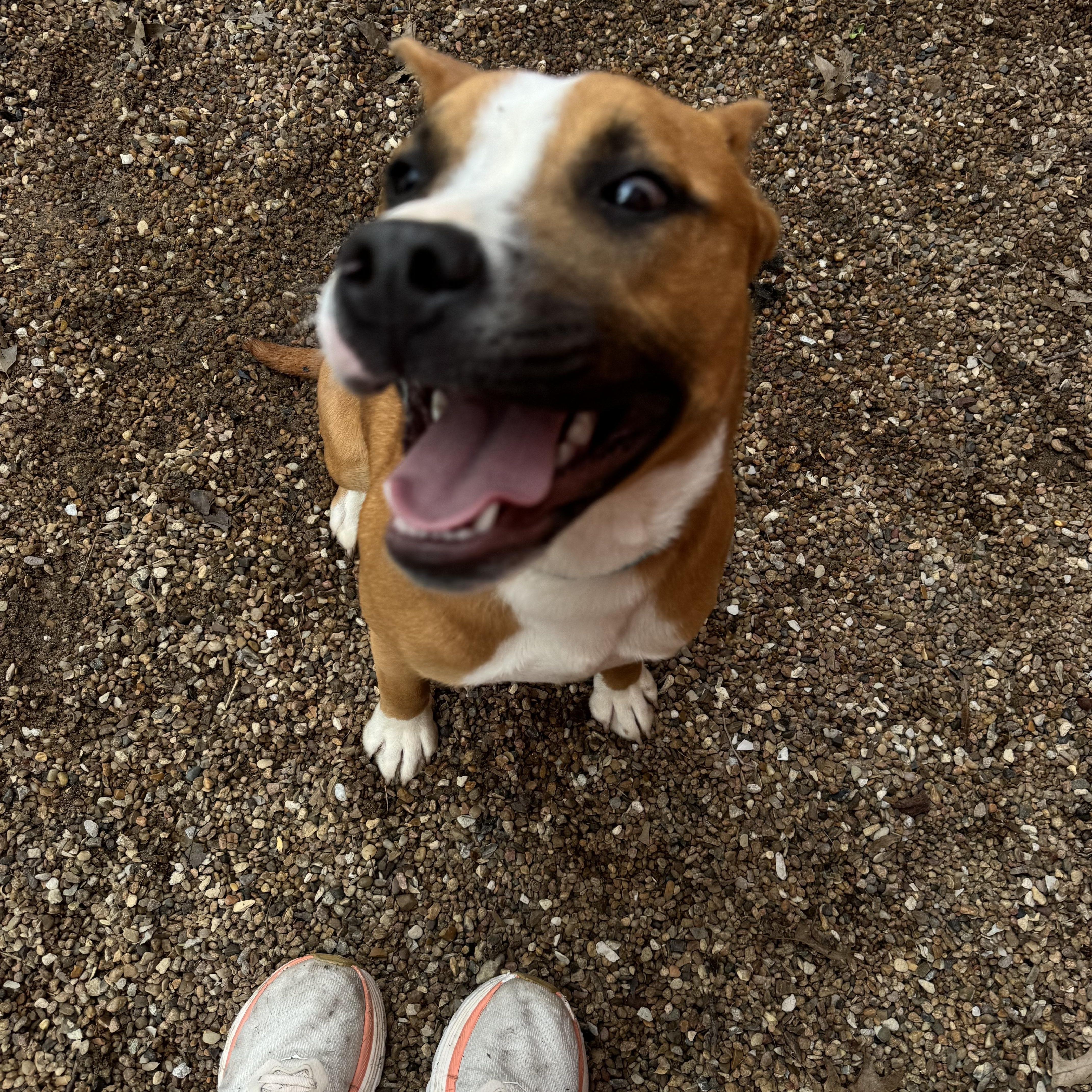 Enlarge Dash , a ADOPTABLE mixed breed in Marshall, MO image 3/3