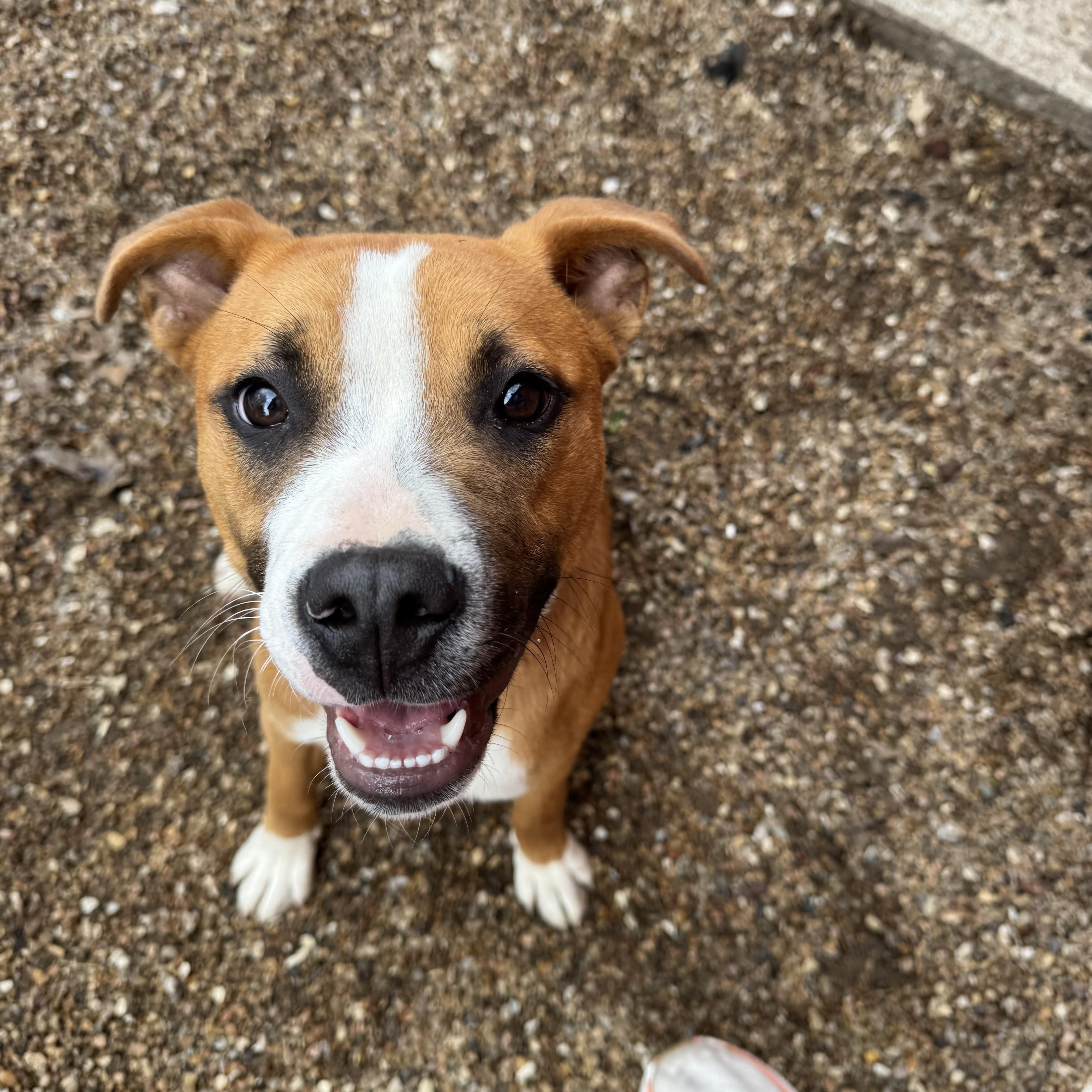 Dash , ADOPTABLE, Young Male Pit Bull Terrier.